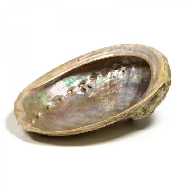 Abalone Muschel